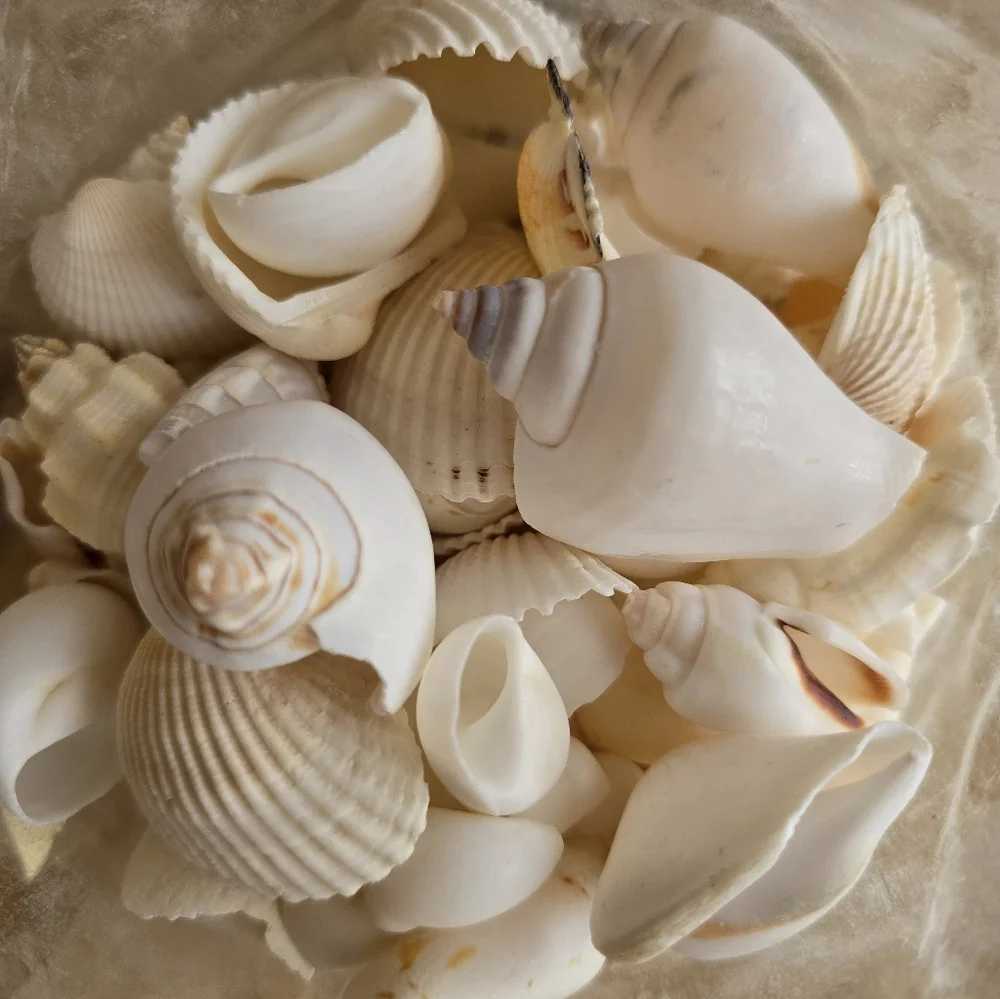 Pottery Barn Mixed White Seashells
